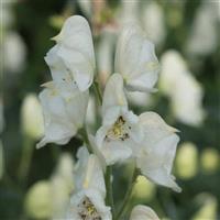 Aconitum napellus Album