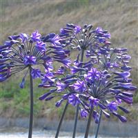 Agapanthus Back In Black