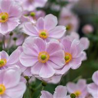 Anemone hupehensis Praecox