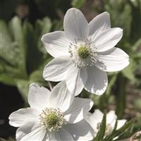 Anemone leveillei 