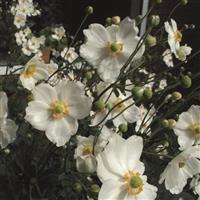 Anemone Andrea Atkinson