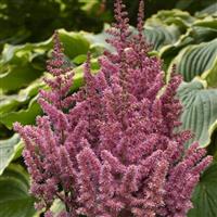 Astilbe chinensis Vision In Pink