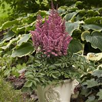 Astilbe chinensis Vision In Pink