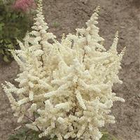 Astilbe japonica Ellie