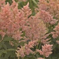 Astilbe japonica Peach Blossom