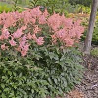 Astilbe japonica Peach Blossom
