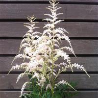 Astilbe simplicifolia Darwins Snow Sprite