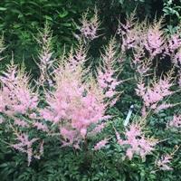 Astilbe simplicifolia Hennie Graafland