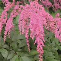Astilbe thunbergii Straussenfeder