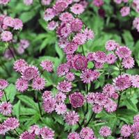 Astrantia major Roma