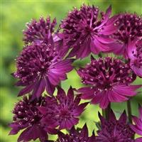 Astrantia major Venice