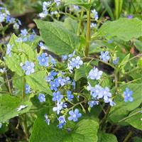 Brunnera macrophylla 