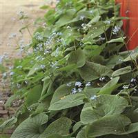 Brunnera macrophylla 