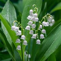 Convallaria majalis Prolificans