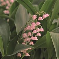 Convallaria majalis Rosea