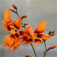 Crocosmia Emily Mckenzie
