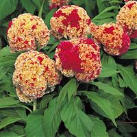 Kurume Corona Cut Flower Celosia