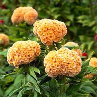 Kurume Gold Cut Flower Celosia