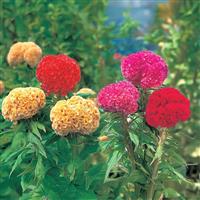 Kurume Mix Cut Flower Celosia