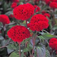 Kurume New Scarlet Cut Flower Celosia