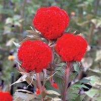 Kurume Orange Red Cut Flower Celosia