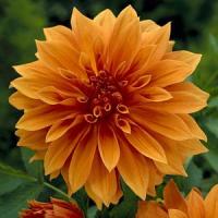 Dahlia Babylon Bronze