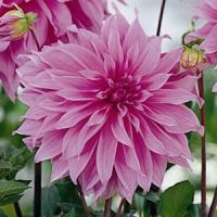 Dahlia Babylon Pink