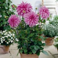 Dahlia Babylon Pink