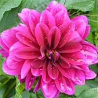 Dahlia Babylon Purple