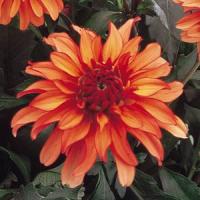 Dahlia Gallery Art Deco