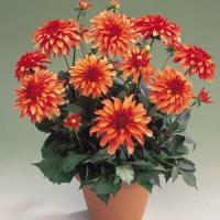 Dahlia Gallery Art Deco