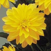 Dahlia Gallery Cezanne