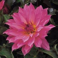 Dahlia Gallery Renoir