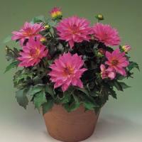 Dahlia Gallery Renoir