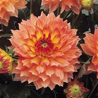 Dahlia Gallery Pablo