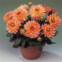 Dahlia Gallery Pablo