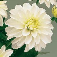 Dahlia Gallery Art Fair