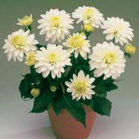 Dahlia Gallery Art Fair