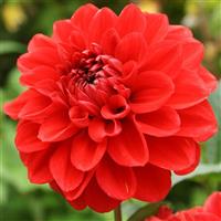 Dahlia Gallery Singer