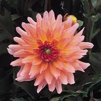 Dahlia Gallery Leonardo