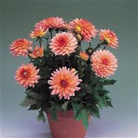 Dahlia Gallery Leonardo