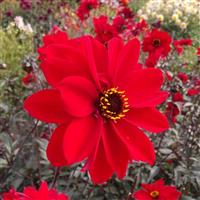 Dahlia Bishop Of Llandaff