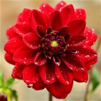 Dahlia Heat Wave