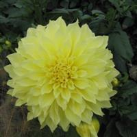 Dahlia Kelvin Floodlight
