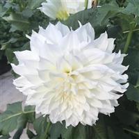 Dahlia White Perfection