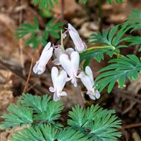 Dicentra formosa Aurora