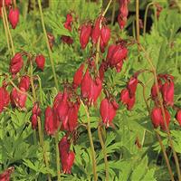 Dicentra formosa Bachanal
