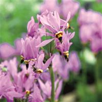 Dodecatheon Jeffreyi 