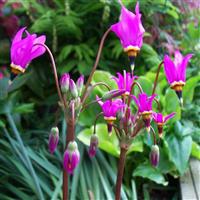 Dodecatheon Meadia 