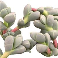  Delosperma Lehmannii